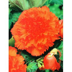 Begonia strzępiasta Fimbriata - pomarańczowa - 2 bulwy