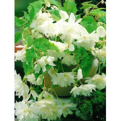 Begonia zwisająca, kaskadowa - biała - 2 bulwy