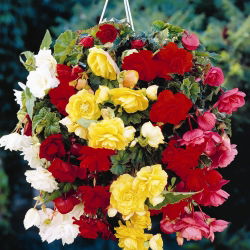 Begonia zwisająca, kaskadowa - kolorowy mix - 2 bulwy