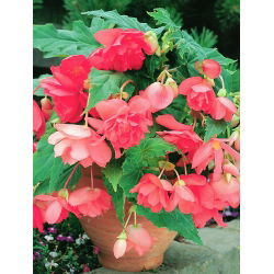Begonia zwisająca, kaskadowa - różowa - 2 bulwy