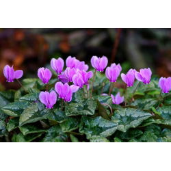 Cyklamen neapolitański - Cyclamen neapolitanum - 1 bulwa