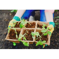 Kwadratowe doniczki torfowe 8x8 cm - 120 sztuk