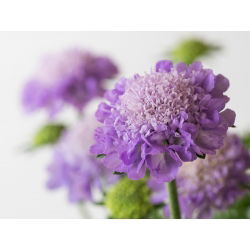 Driakiew purpurowa, wdówka - mieszanka kolorów - 110 nasion