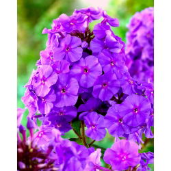 Floks (Phlox) - Płomyk wiechowaty fioletowy - 1 kłącze