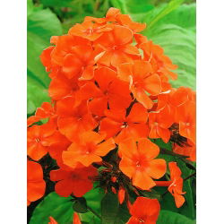 Floks (Phlox) - Płomyk wiechowaty pomarańczowy - 1 kłącze