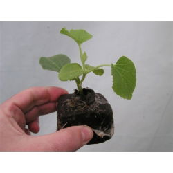 Pęczniejąca doniczka ekologiczna - GrowBlock - 80x80 mm - 12 sztuk