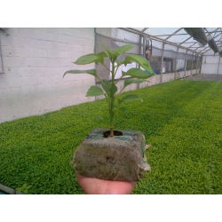 Pęczniejąca doniczka ekologiczna - GrowBlock - 80x80 mm - 12 sztuk
