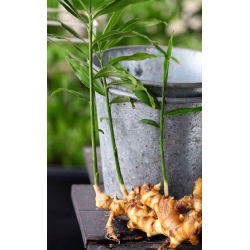 Imbir - Zingiber - do uprawy w domu i w ogrodzie - 1 kłącze