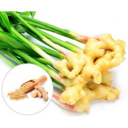 Imbir - Zingiber - do uprawy w domu i w ogrodzie - 1 kłącze