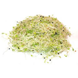 Nasiona na kiełki Smak Zdrowia - cebula