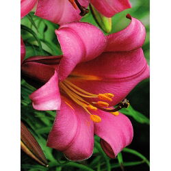 Lilia trąbkowa Pink Perfection - 1 cebula