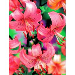 Lilia tygrysia - Pink Tiger - 1 cebula