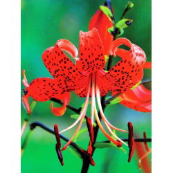 Lilia tygrysia - Red Tiger - 1 cebula