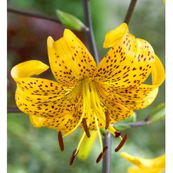 Lilia tygrysia - Yellow Tiger - 1 cebula