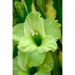 Gladiolus - Mieczyk Green Star - 5 cebulek