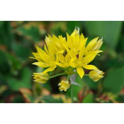 Allium moly - Czosnek złocisty - 20 cebulek