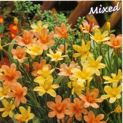 Homeria Mix - 10 cebulek