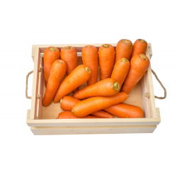 Marchew Chantenay - 2550 nasion
