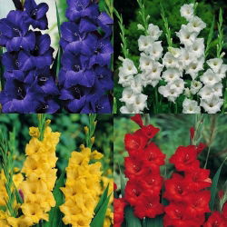 Gladiolus - Mieczyk mix - niebieski, biały, czerwony, żółty - 4 cebulki