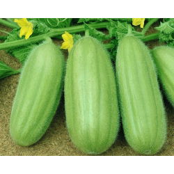 Ogórek melonowy Carosello Barese - nowość! - 40 nasion