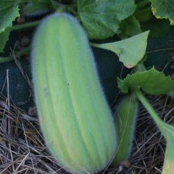 Ogórek melonowy Carosello Barese - nowość! - 40 nasion