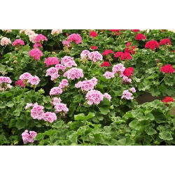 Pelargonia - mix kolorów - 10 nasion
