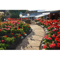 Pelargonia - mix kolorów - 10 nasion