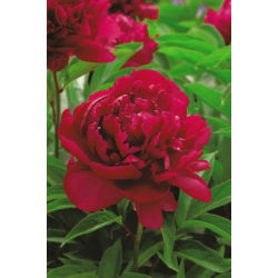 Piwonia, Paeonia - Madame Gaaudichau - 1 kłącze