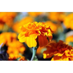 Aksamitka rozpierzchła Petite Orange - 350 nasion