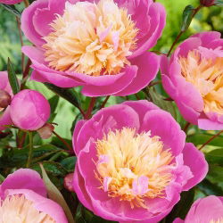 Piwonia, Paeonia - Bowl of Beauty - 1 kłącze