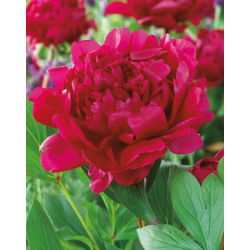 Piwonia, Paeonia - Felix Crouse - 1 kłącze