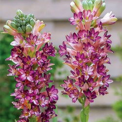 Polianthes tuberosa – Tuberoza wonna Pink Saphier różowa - 1 cebula