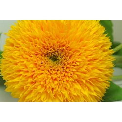 Słonecznik ozdobny wysoki – Sungold Tall - 80 nasion