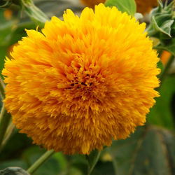 Słonecznik ozdobny wysoki – Sungold Tall - 80 nasion