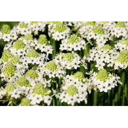 Śniedek Saundersa - Ornithogalum saundersiae - 1 cebula