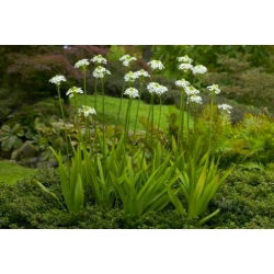 Śniedek Saundersa - Ornithogalum saundersiae - 1 cebula