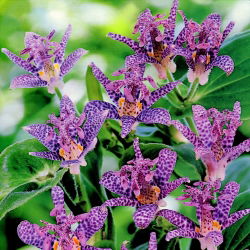 Tricyrtis formosana - trójsklepka Dark Beauty - 1 kłącze