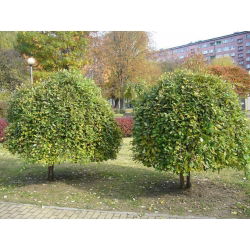 Wierzba Iwa - forma pienna - sadzonka C3