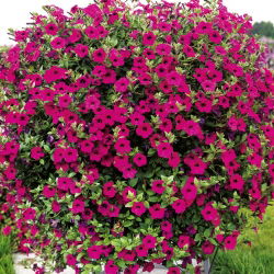 Petunia fiołkowata
