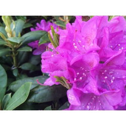 Rododendron liliowo-różowy, wielkokwiatowy English Roseum - sadzonka w pojemniku C2-C3
