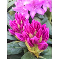 Rododendron liliowo-różowy, wielkokwiatowy English Roseum - sadzonka w pojemniku C2-C3