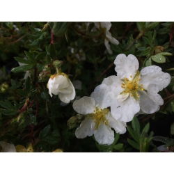 Pięciornik krzewiasty Abbotswood - sadzonka w pojemniku C1,5-C2