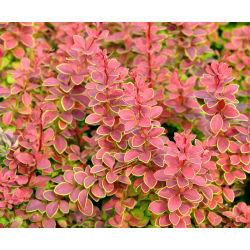 Berberys Thunberga Golden Ring - sadzonka w pojemniku P9