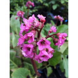 Bergenia sercolistna Rotblum - sadzonka