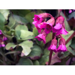 Bergenia sercolistna Rotblum - sadzonka