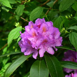 Rododendron fioletowy, wielkokwiatowy Catawbiense Grandiflorum - sadzonka w pojemniku C2-C3