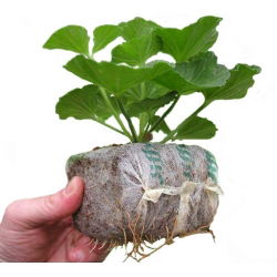 GrowBlock - pęczniejąca eko-doniczka - 100 x 100 mm