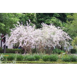 Kolkwicja chińska Pink Cloud - sadzonka 60-80 cm