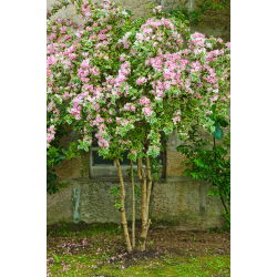 Krzewuszka cudowna Nana Variegata - sadzonka w pojemniku P9