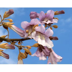 Paulownia omszona - sadzonka w pojemniku P9